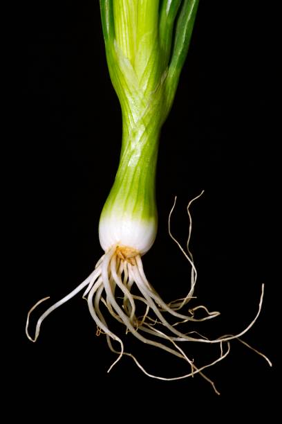 istock Closed up green onion and roots. 1009480800