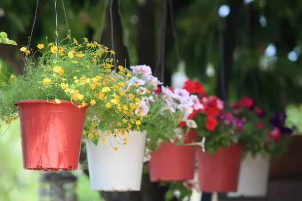 Hanging flower garden,Flowers in a hanging pot