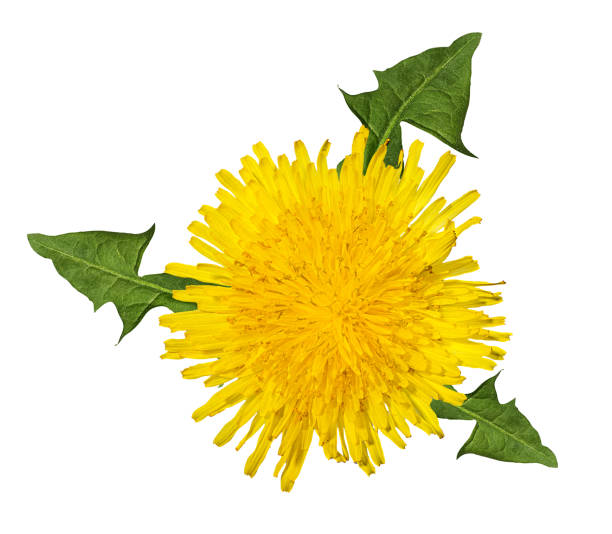 A spring dandelion flowers bunch isolated on white