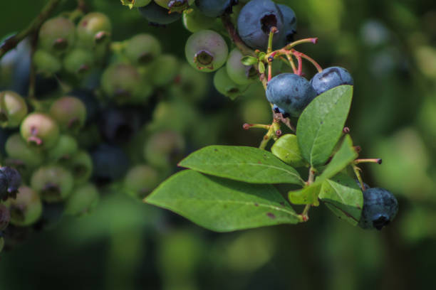 istock Blueberries Bush with Ripe Clusters of Fruit 1009499080