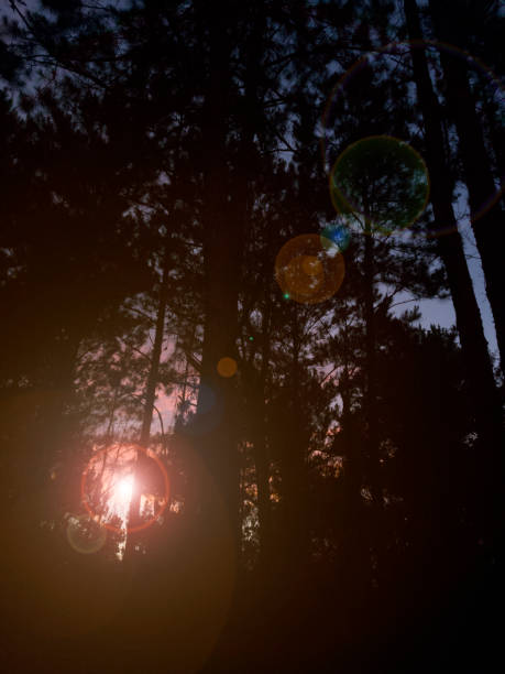 Sunset sky, trees silhouette with clouds in vibrant hues.