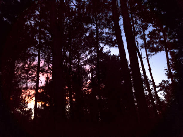 istock Sunset sky, trees silhouette with clouds in vibrant hues. 1009499176
