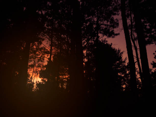 istock Sunset sky, trees silhouette with clouds in vibrant hues. 1009499182
