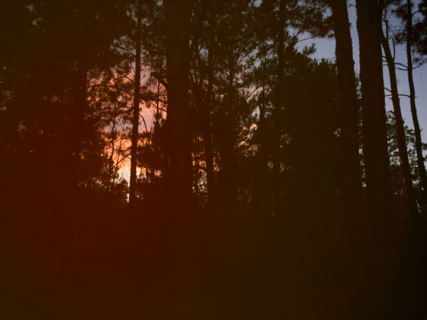 Sunset sky, trees silhouette with clouds in vibrant hues.