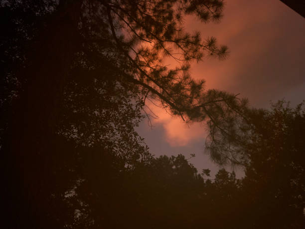 Sunset sky, trees silhouette with clouds in vibrant hues.