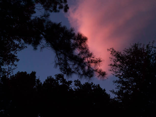 istock Sunset sky, trees silhouette with clouds in vibrant hues. 1009499206