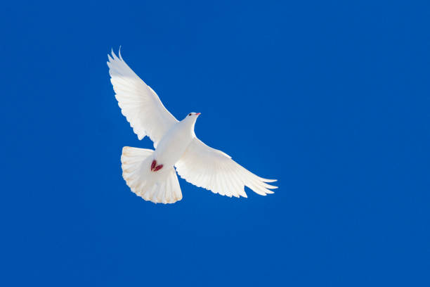 white dove flying through the blue sky white dove flying through the blue sky , wildlife and animals pentecost religious celebration photos stock pictures, royalty-free photos & images