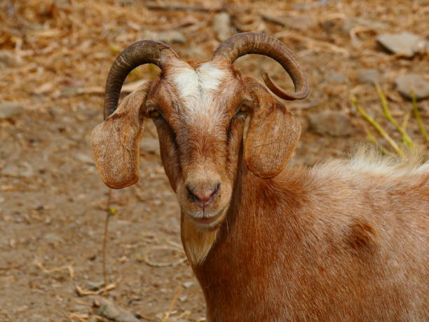 istock Greek goat, Serifos island, Greece 1009507710