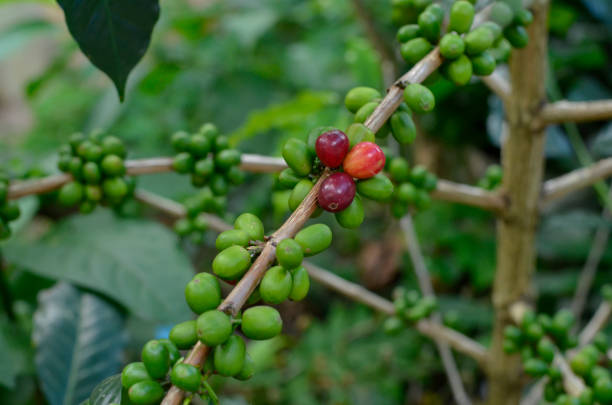 Produção de Café no Brasil Cresceu 96%. Imagem: Istockphoto.com Produção de Café no Brasil Cresceu 96%. Imagem: Istockphoto.com