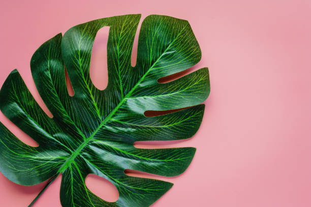 istock Green palm leaf on pink color background for decoration. Flat lay and top view image. 1009512872