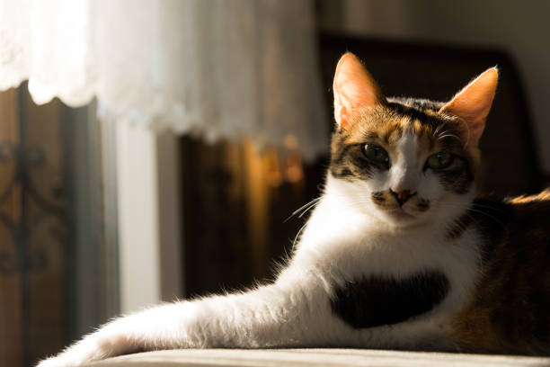 istock Portrait of a cat 1009513642