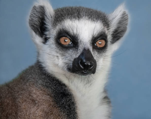 istock Portrait of a ring tailed lemur 1009517838