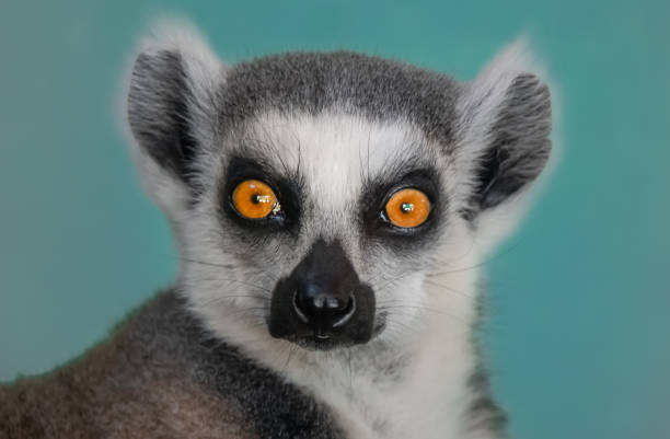 istock Portrait of a ring tailed lemur 1009517876