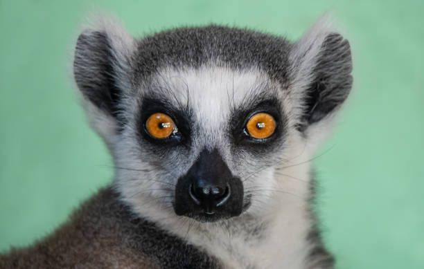 istock Portrait of a ring tailed lemur 1009517924