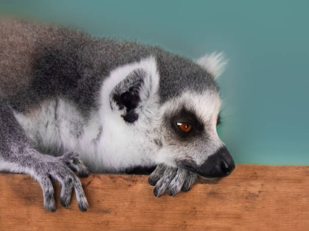 istock Portrait of a ring tailed lemur 1009517976