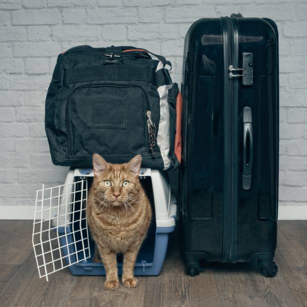 istock Traveling with a cat - ginger cat looking anxiously from a pet carrier next to a suitcase. 1009518372
