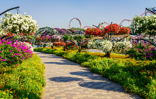 Dubai, UAE, December 12, 2016: Miracle Garden is one of the main tourist attractions in Dubai, UAE