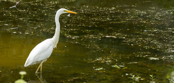 istock Great egret Ardea alba A large white bird that preys on water 1009521460