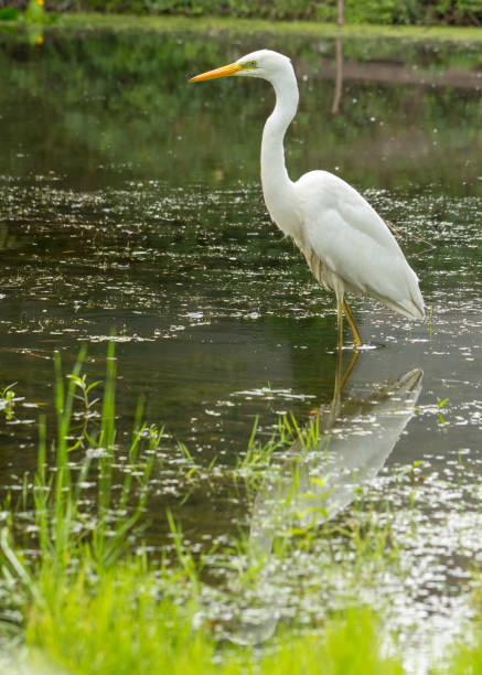 istock Great egret Ardea alba A large white bird that preys on water 1009521942