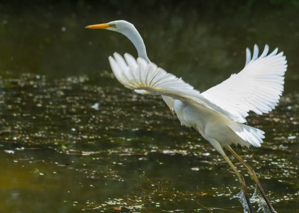 istock Great Egret Ardea alba in flight over Lake 1009521952