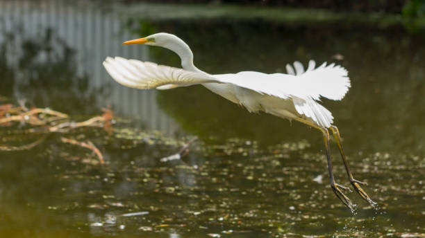 istock Great Egret Ardea alba in flight over Lake 1009521962