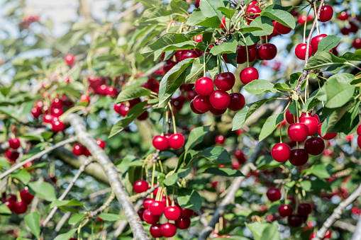 natural red cherries and green leafy background
