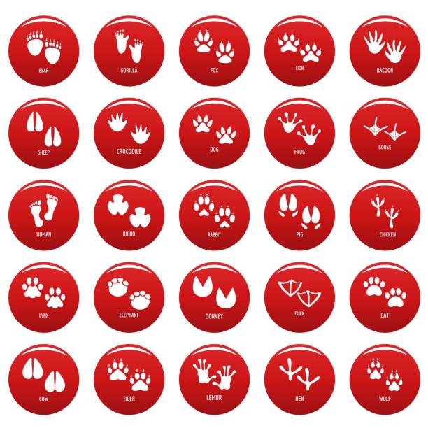 illustrations, cliparts, dessins animés et icônes de l’empreinte animale icônes définies vetor rouge - vector elephant isolated on red female animal