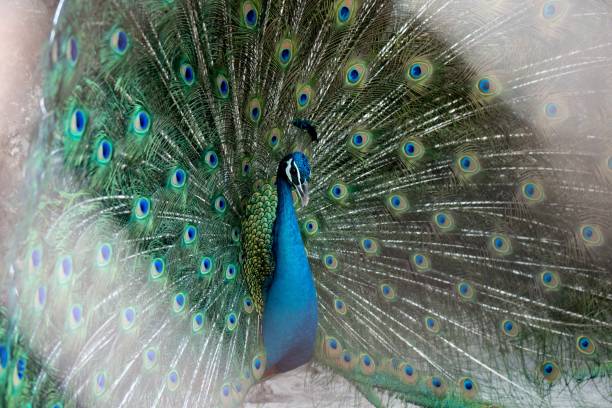istock A beautiful peacok in the zoo 1009529818