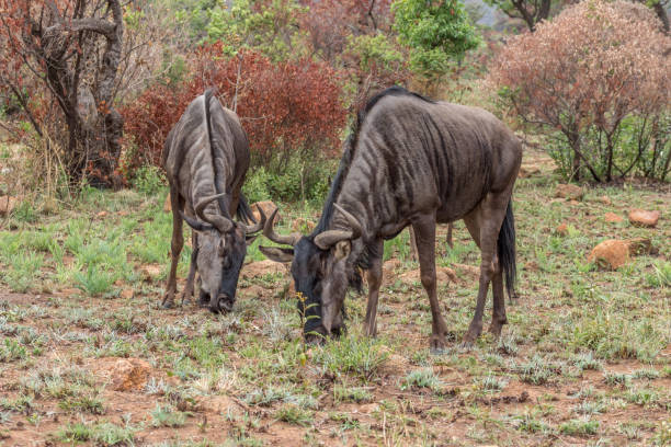 берчель зебра в национальном парке пиланесберг - pilanesberg national park фотографии стоковые фото и изображения