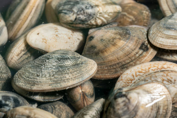 istock large group of raw clams 1009530570