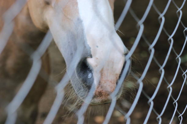 istock Horse head with human hand 1009530646