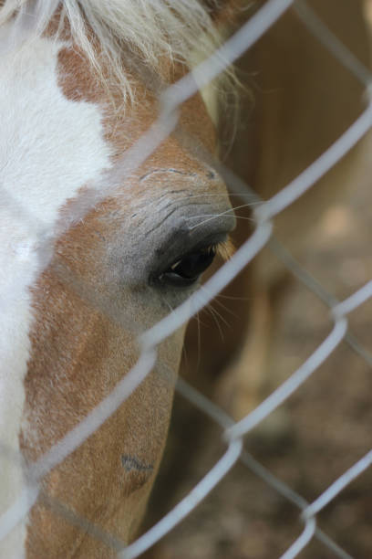 istock Horse head with human hand 1009532836