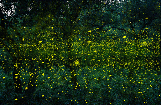 Abstract and magical image of Many firefly flying in the forest. Fireflies in the bush at night in Bangkok (Prachinburi) Thailand. Firefly symbolizes the integrity of the ecosystem. Long exposure photo.