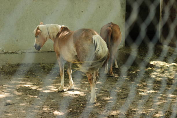 istock Two horses behind fence 1009533078