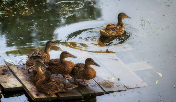 Adult duck, and ducklings are sitting on the platform of the lake Adult duck, and ducklings are sitting on the platform of the lake. mud hen stock pictures, royalty-free photos & images