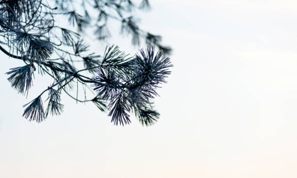 Close up of rime on the coniferous tree.