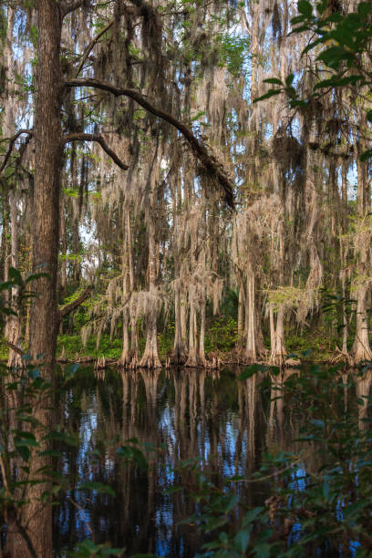 istock Spanish Moss Covered Cypress along Shingle Creek in Kissimmee FL 1009538490