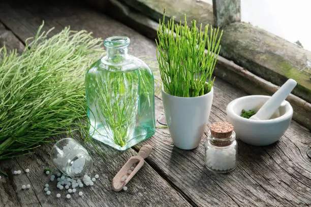 Horsetail healing herbs, bottle of equisetum infusion, mortar and bottles of homeopathic globules. Homeopathy and herbal medicine.