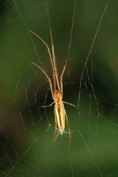 Bottom view for amber leggy spider knitter (lat. Tetragnatha), hanging on the web