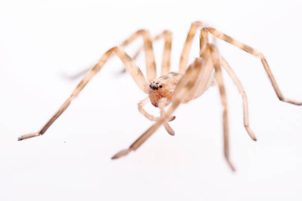 istock Huntsman spider on isolated white background 1009541582