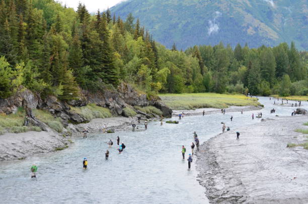 Fisherman line Bird Creek for the silver salmon run Bird Creek is lined with fisherman hoping to catch silver salmon against the backdrop of the Chugach Mountains on the outskirts of Anchorage, AK. chugach mountains photos stock pictures, royalty-free photos & images
