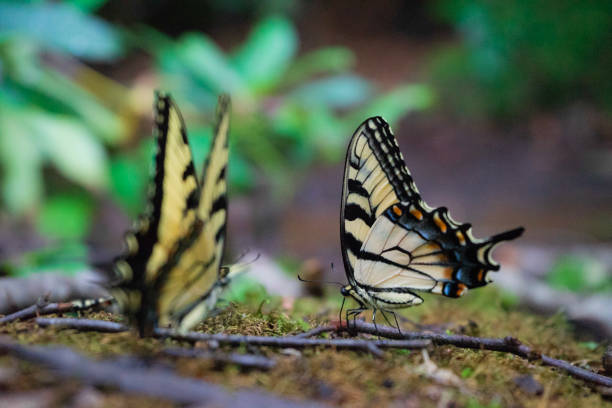 A group of Appalachian Tiger Swallowtail Butterflies in the Pisgah National Forest.