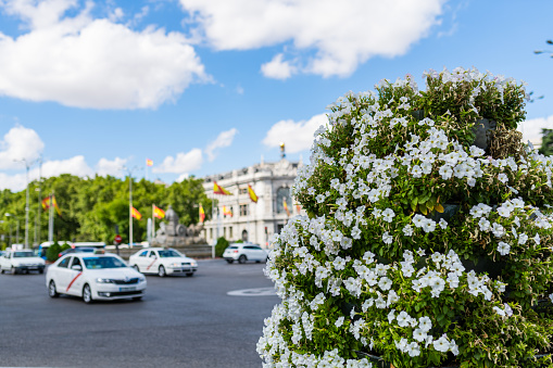 Cibeles square in Madrid with taxis and floral ornaments