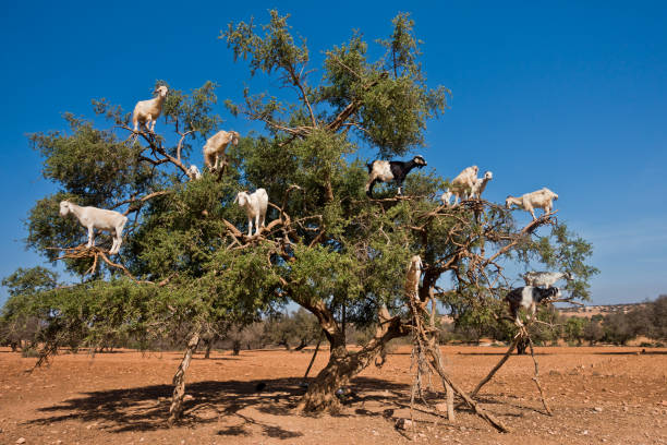 Heard of goats climbed on an argan tree on a way to Essaouira, Morocco Heard of goats climbed on an argan tree on a way to Essaouira, Morocco, North Africa argan tree stock pictures, royalty-free photos & images