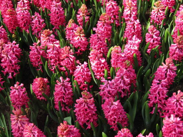 istock the spring garden of Europe (Keukenhof) 1009550118