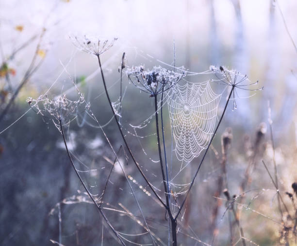 istock spider web in drops of dew field 1009550190