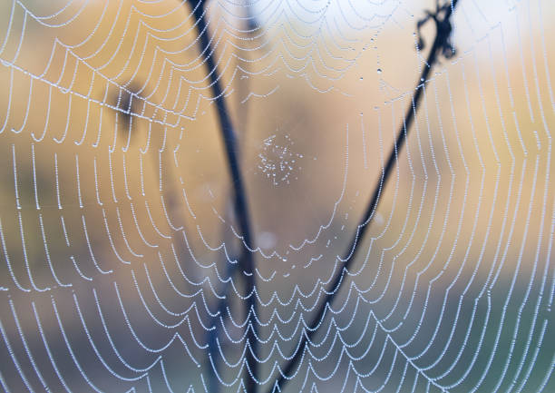 istock spider web in drops of dew field 1009550276