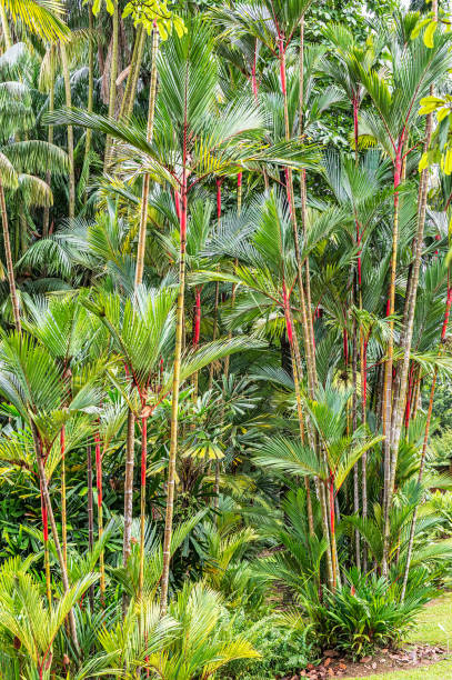 istock Hollow Stemmed Bamboo Growing in Singapore Botanic Gardens 1009551214