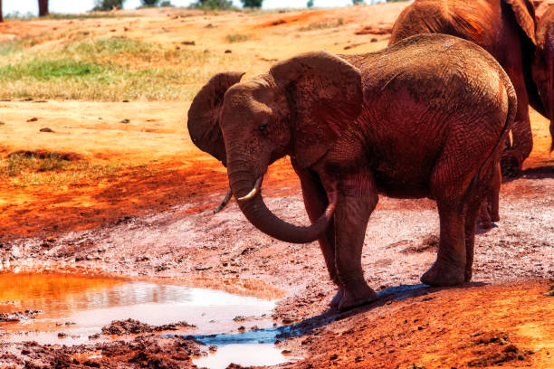 Tsavo East African Red Elephants - Bathing and splashing... Painted with the red Mud ...