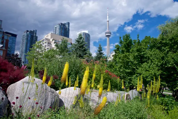 Photo of Toronto's skyline with urban architecture buildings and garden